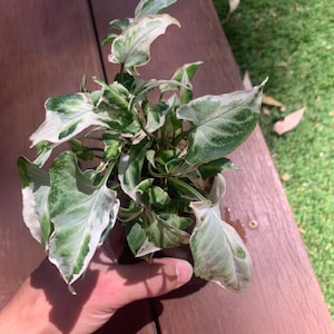 Syngonium Starlite Starter Plant (ALL STARTER PLANTS require you to purchase 2 plants!)