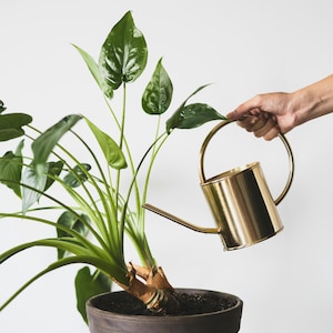 Alocasia Tiny dancers Starter Plant (ALL STARTER PLANTS require you to purchase 2 plants!)