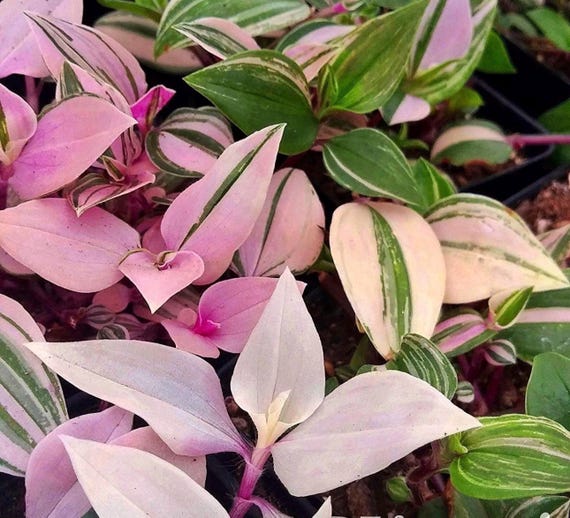 Wandering jew rainbow (tradescantia) Starter Plant (ALL STARTER PLANTS require you to purchase 2 plants!)