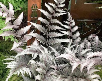 Japanese painted fern starter plant **(ALL plants require you to purchase ANY 2 plants!)**