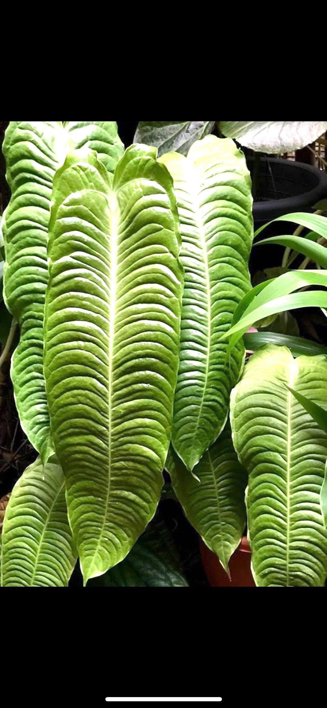 Anthurium Veitchii Starter Plant (ALL STARTER PLANTS Require You