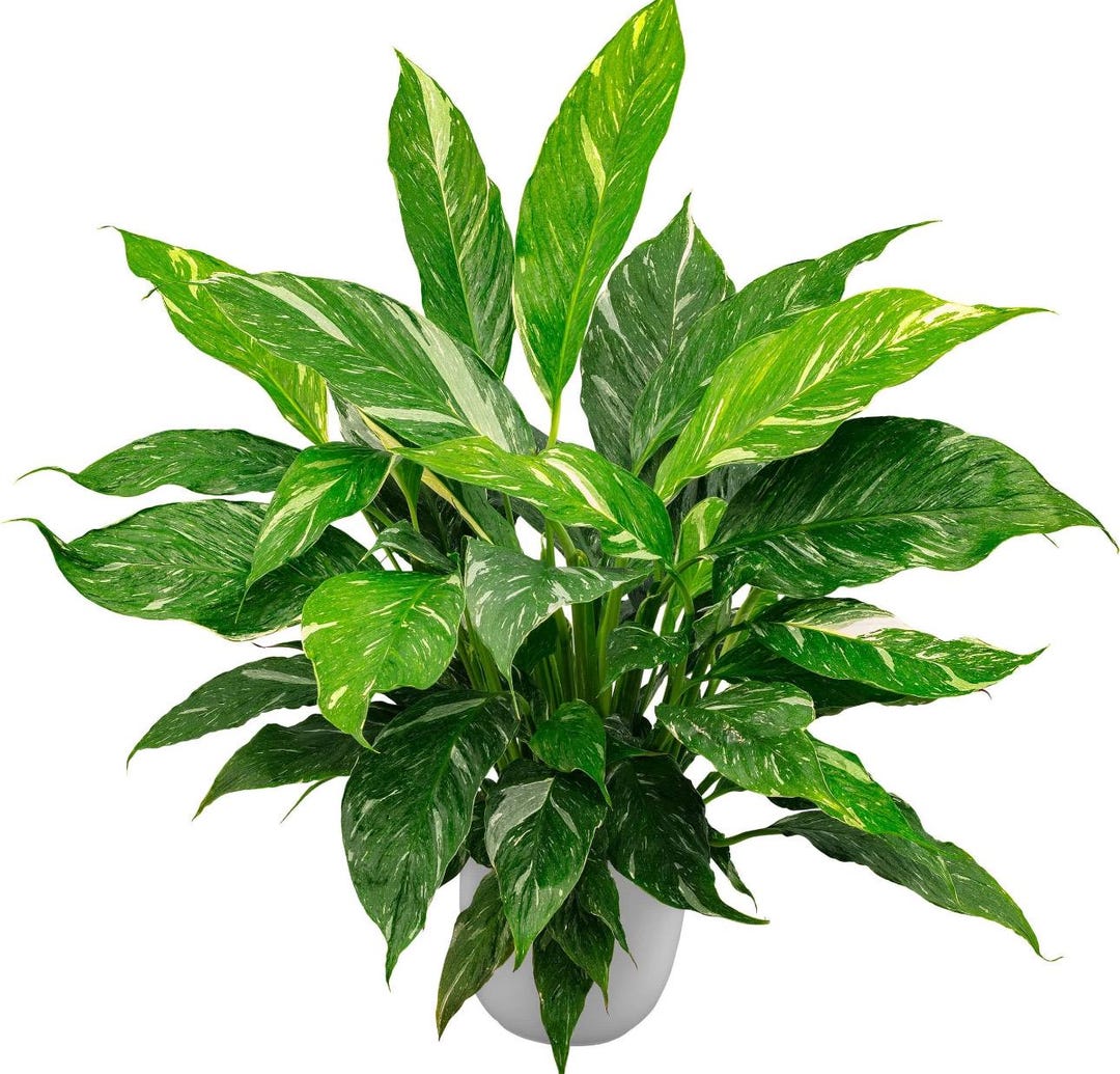 Variegated Peace Lily “jet Diamond” Starter Plant (ALL STARTER