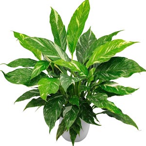 Variegated Peace Lily “jet diamond” Starter Plant (ALL STARTER PLANTS require you to purchase 2 plants!)