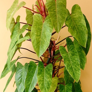 Philodendron Painted Lady Starter Plant (ALL STARTER PLANTS require you to purchase 2 plants!)