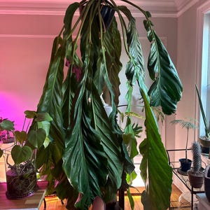 Anthurium Big Bill - Etsy