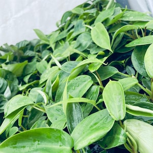 May include: A close-up of a group of green leafy plants with a white background. The leaves are glossy and appear to be wet.