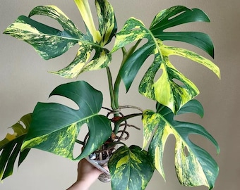 Monstera Aurea variegated ROOTED rare starter plant