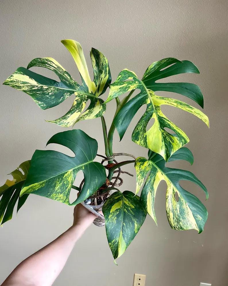 Monstera Aurea Variegated ROOTED Rare Starter Plant - Etsy
