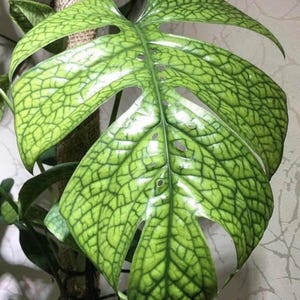 May include: A close-up of a large, green leaf with a distinctive veined pattern. The leaf has a glossy finish and appears to be from a tropical plant.