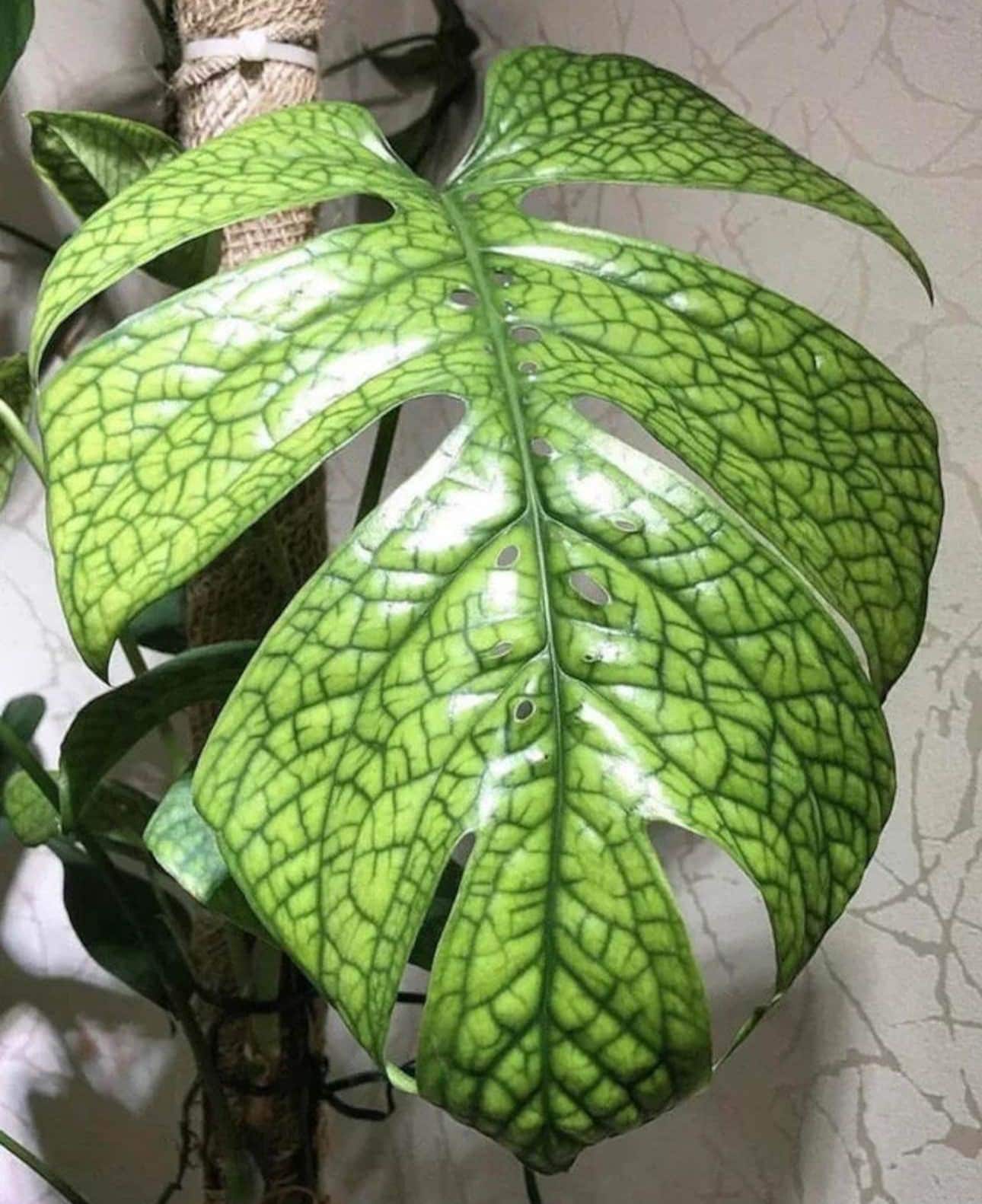Spider Man Monstera amydrium Silver 4 Pot (ALL PLANTS Require You to  Purchase 2 Plants!) - Etsy