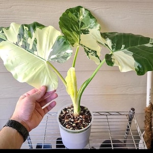 Alocasia Macrorrhiza variegated rare starter plant **(ALL plants require you to purchase ANY 2 plants!)**