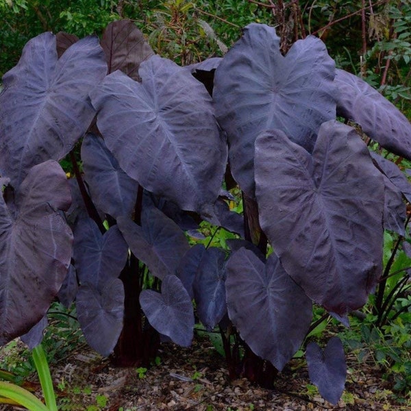 Colocasia Black Magic Starter Plant (ALL STARTER PLANTS require you to purchase 2 plants!)