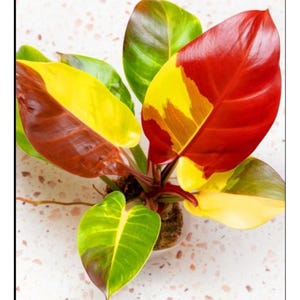 Philodendron Red Moon Starter Plant (ALL STARTER PLANTS require you to purchase 2 plants!)