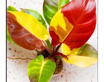 Philodendron Red Moon Starter Plant (ALL STARTER PLANTS require you to purchase 2 plants!)