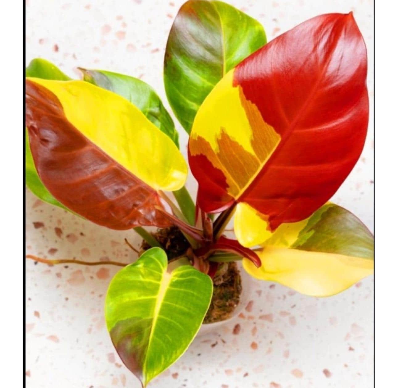 Philodendron Red Moon Starter Plant (ALL STARTER PLANTS require you to  purchase 2 plants!)