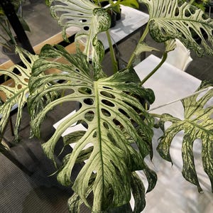 May include: Close-up of a Monstera plant with large, variegated leaves. The leaves are a mix of green and creamy white, with distinctive fenestrations. The plant is in a pot, and the background is blurred.