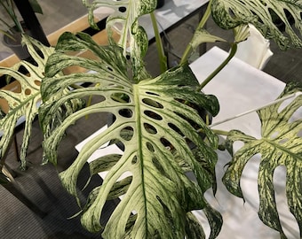 Monstera white devil starter plant **(ALL plants require you to purchase ANY 2 plants!)**