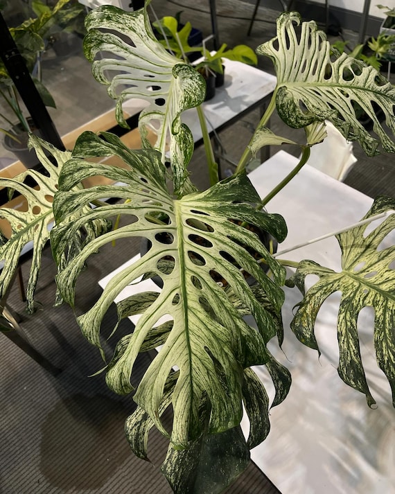 welcher dünger für monstera Monstera Dünger 3 Liter main image 0