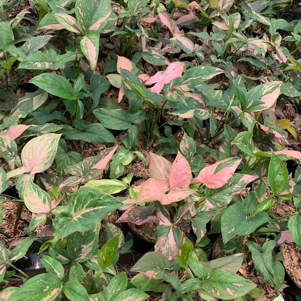 Syngonium pink splash (Americano form) starter plant **(ALL plants require you to purchase ANY 2 plants!)**