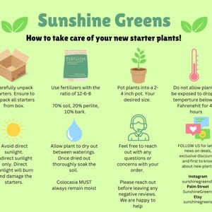 May include: A green and white infographic with the title "Sunshine Greens" and instructions on how to care for starter plants. The infographic includes illustrations of a plant, a box, a bag of fertilizer, a thermometer, a sun, a water drop, and a person with a headset. The text includes instructions on unpacking, fertilizing, potting, temperature, sunlight, watering, and customer service.
