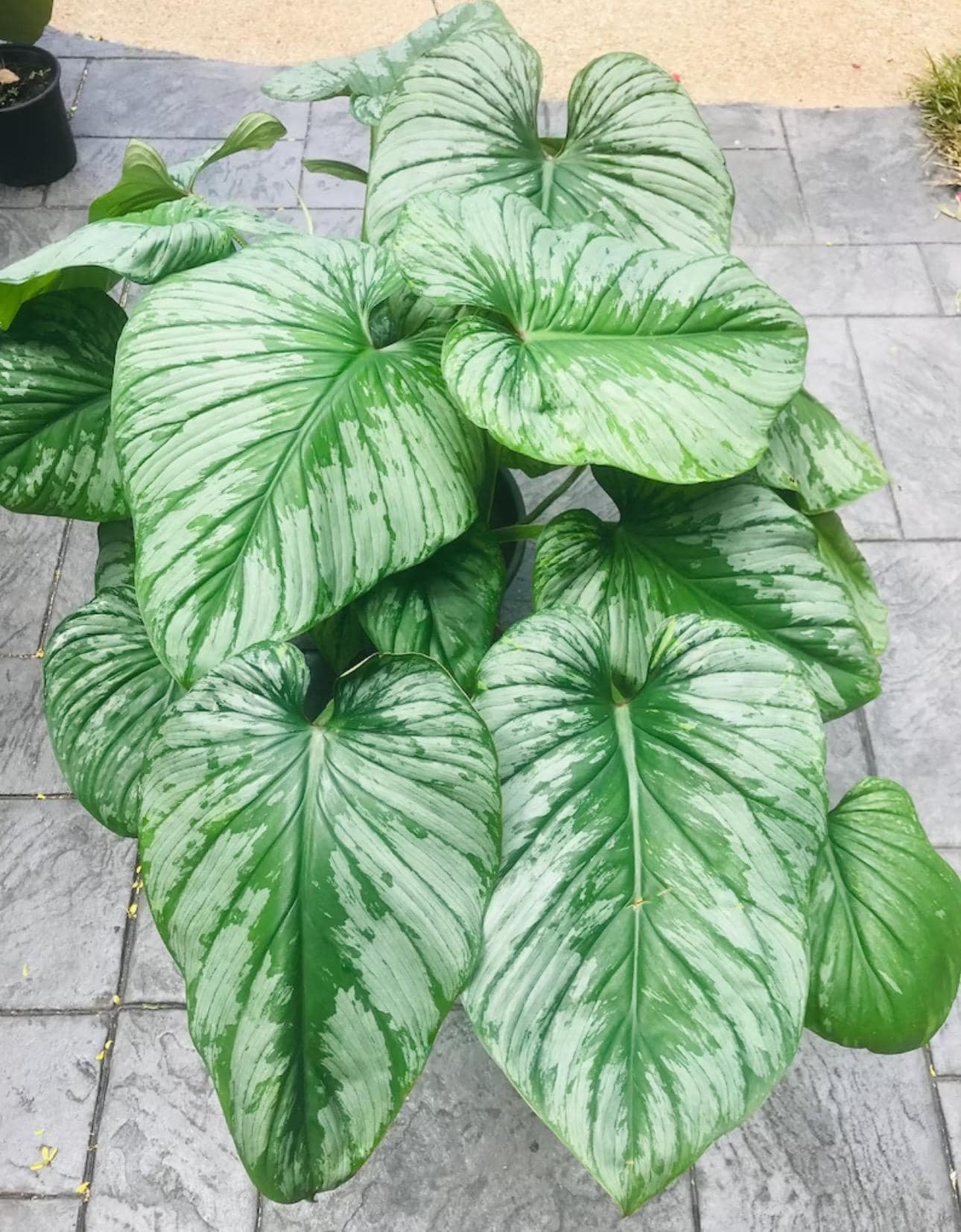 Philodendron Pastazanum Silver Starter Plant (preorder) (ALL STARTER PLANTS  Require You to Purchase 2 Plants!) - Etsy