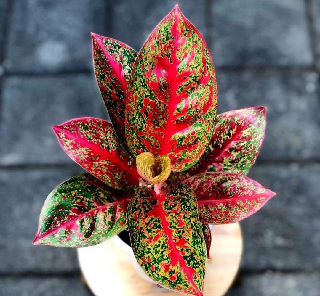 Aglaonema Red Stardust Starter Plant (ALL STARTER PLANTS Require You to  Purchase 2 Plants!) - Etsy