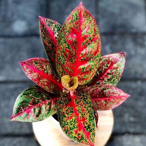 Aglaonema red stardust, maceta de 2” (¡TODAS LAS PLANTAS DE INICIO requieren la compra de 2 plantas!)