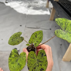 Colocasia Mojito "Esculenta" Elephant Ear Starter Plant. **ALL starter plants require you to purchase 2 plants! ** image 8