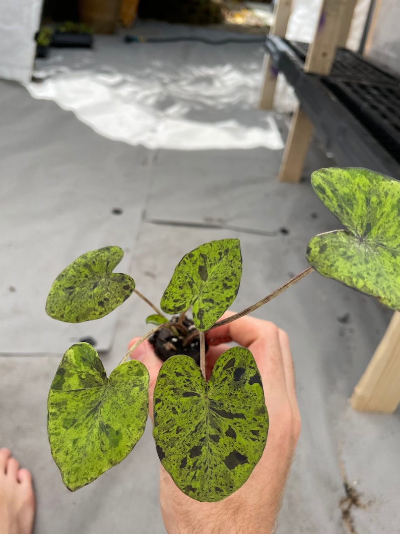 Colocasia Mojito "Esculenta" Elephant Ear Starter Plant. **ALL starter plants require you to purchase 2 plants! ** image 8