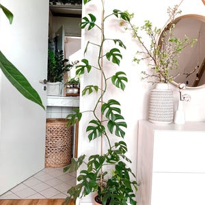 Monstera Ginny “mini monstera” starter plant **(ALL plants require you to purchase ANY 2 plants!)**
