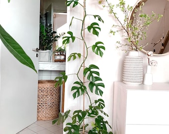 Monstera Minima Raphidaphora Starter Plant **(ALL Plants Require You to  Purchase ANY 2 Plants!)** - Etsy