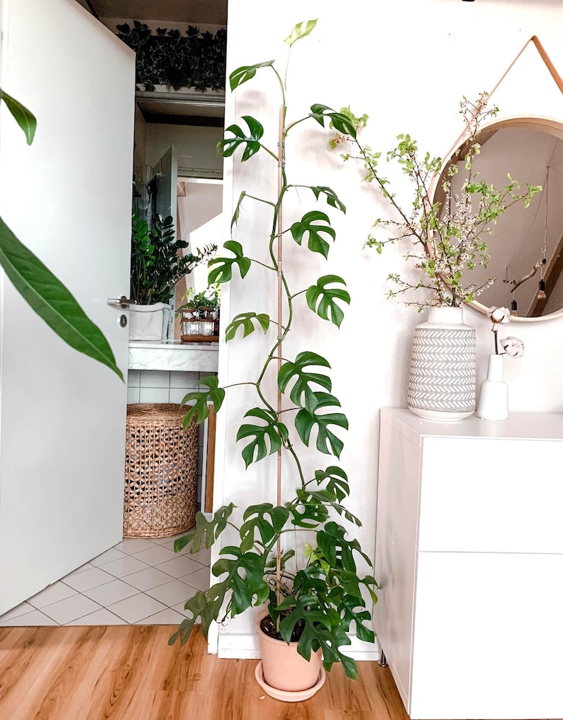 SunshineGreens Monstera Minima Plant