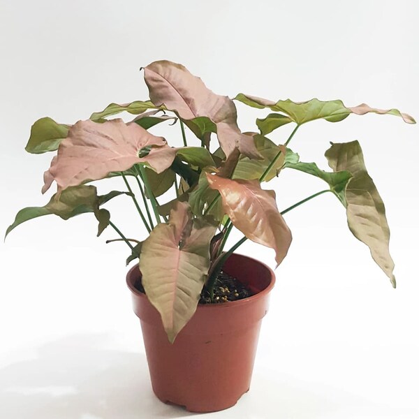 Syngonium Pink Starter Plant  **ALL starter plants require you to purchase 2 plants! **