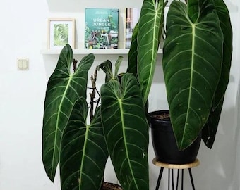 Philodendron Black and Gold Starter Plant (ALL STARTER PLANTS require you to purchase 2 plants!)