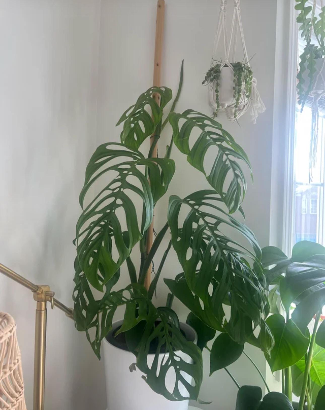 Monstera Esqueleto Non TC Starter Plant **(ALL Plants Require You