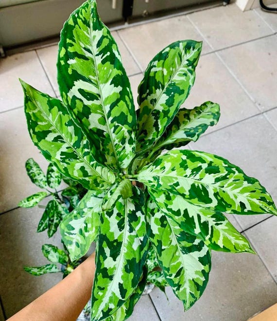 Aglaonema Pictum Tricolor 2” Plant **(ALL Plants Require You to