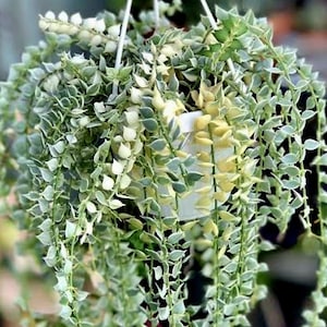 Variegated dischidia ruscifolia (ALL STARTER PLANTS require you to purchase 2 plants!)