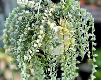 Variegated dischidia ruscifolia (ALL STARTER PLANTS require you to purchase 2 plants!)