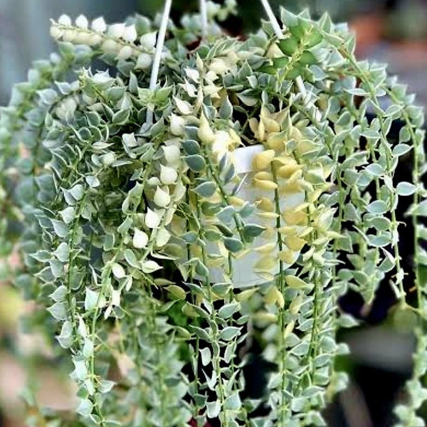 Variegated dischidia ruscifolia (ALL STARTER PLANTS require you to purchase 2 plants!)