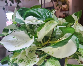 pothos manjula starter plant **(ALL plants require you to purchase ANY 2 plants!)**