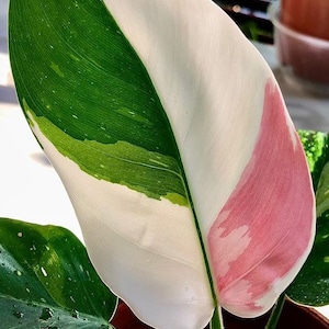 philodendron white princess Starter Plant ALL STARTER PLANTS require you to purchase 2 plants image 1