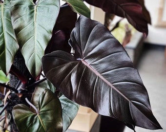 Philodendron dark lord Starter Plant (ALL STARTER PLANTS require you to purchase 2 plants!)