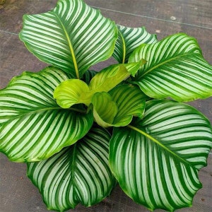 Calathea Orbifolia **ALL starter plants require you to purchase 2 plants! **