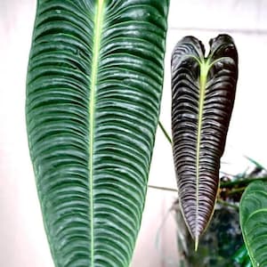 May include: Two large, heart-shaped leaves of a houseplant. The larger leaf is a deep green with prominent veins. The smaller leaf is a dark burgundy with lighter veins.
