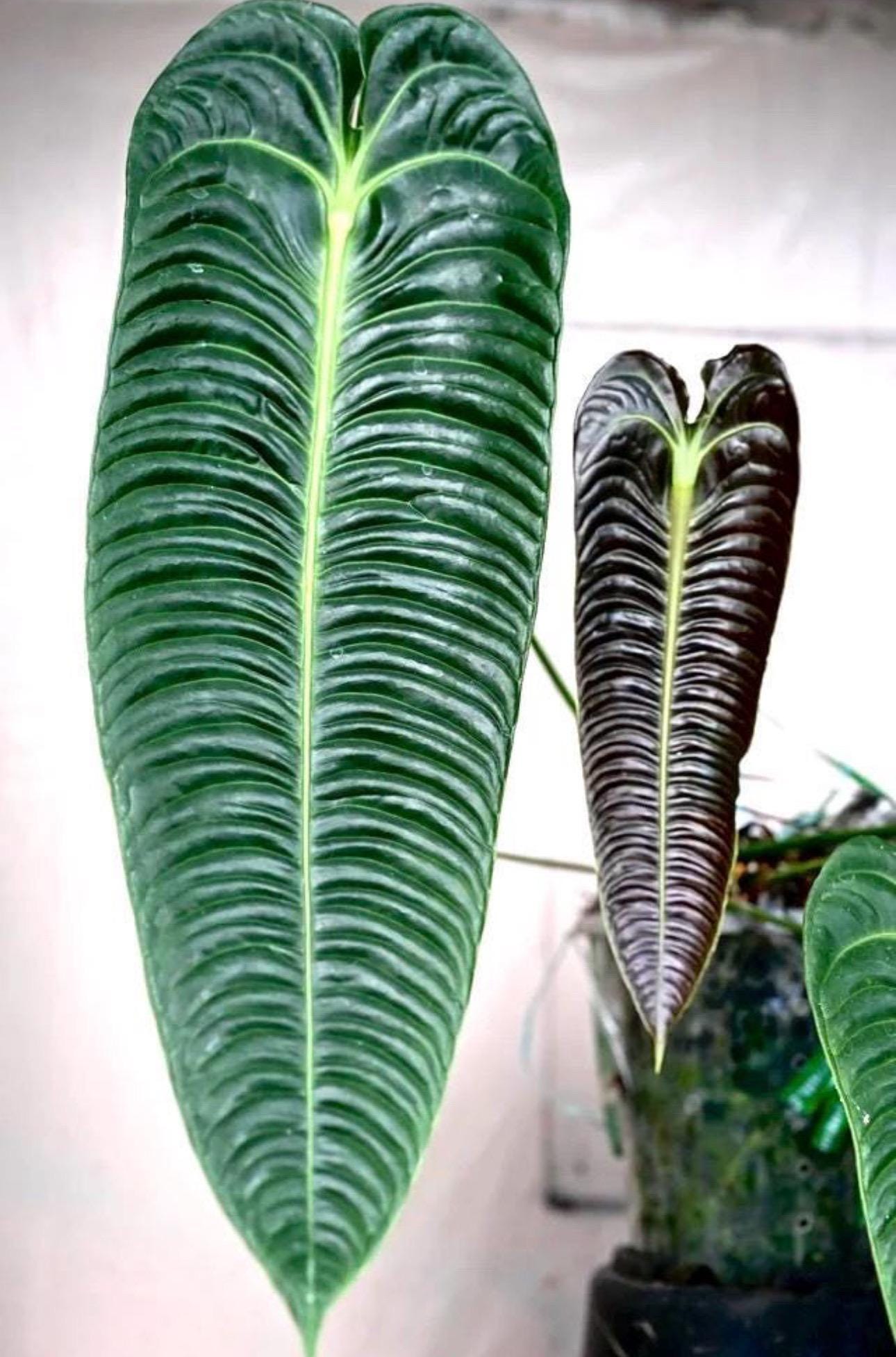 Anthurium Veitchii Narrow - Etsy Anthurium Veitchii Narrow - Etsy