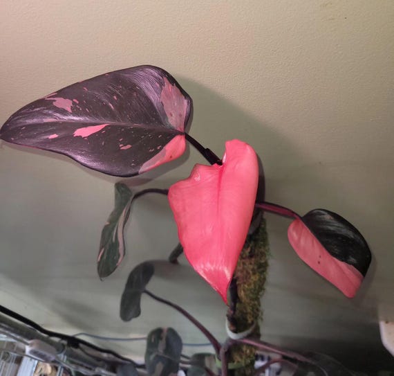 Philodendron Black Cherry Pink Princess Starter Plant (ALL STARTER
