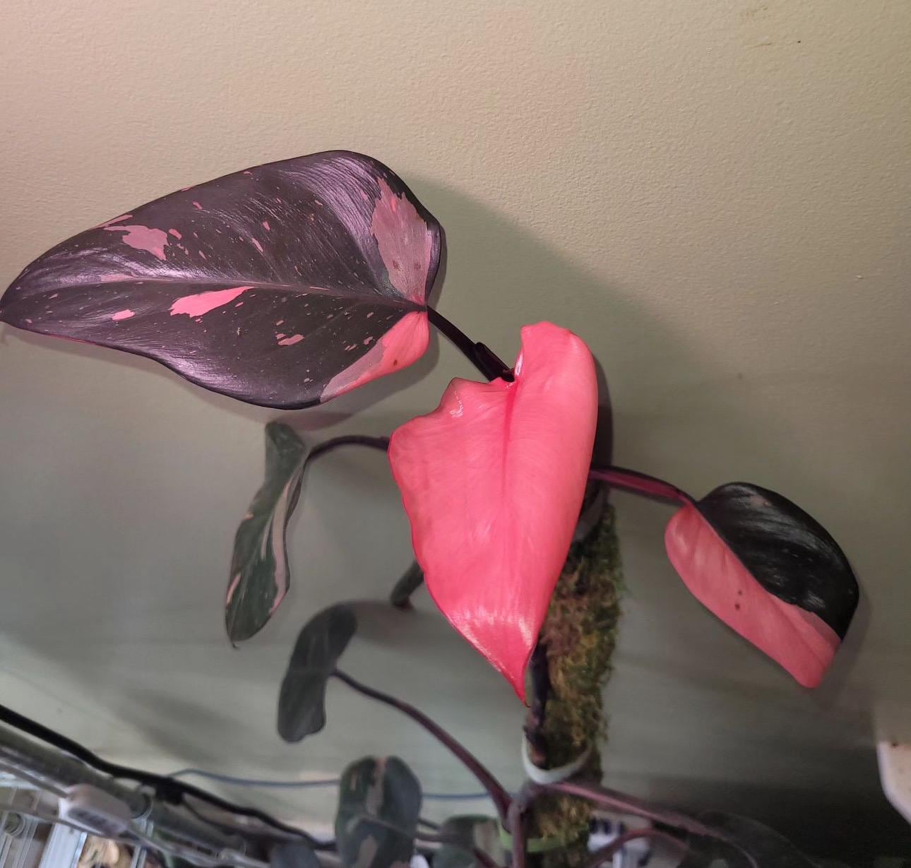 その他観葉植物 Philodendron Pink Princess Black Cherry il_340x270
