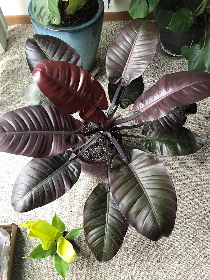 SunshineGreens Cardinal Philodendron