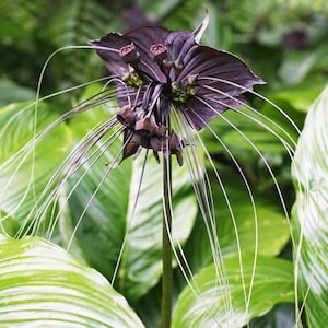 May include: A black flower with long, thin, dark purple tendrils. The flower has a dark purple center with several small, dark purple buds.