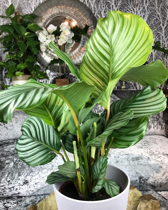 calathea sorter Patterned Calathea Party Pack